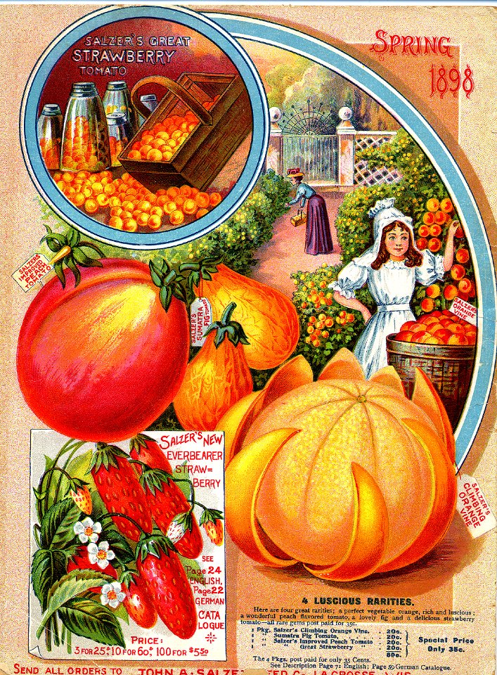 Strawberries, fig tomatoes, peach tomatoes, and strawberry tomatoes. John A. Salzer Seed co. 1898 back cover