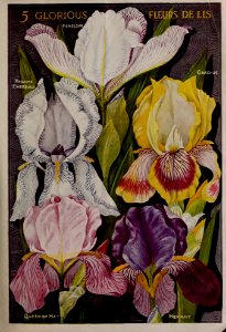 Iris, 5 varieties. John Lewis Childs, Inc. (1919). Free illustration for personal and commercial use.