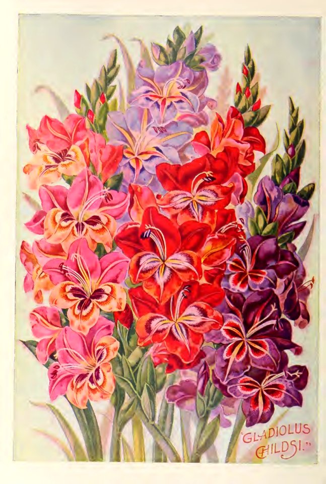 Gladiolus.  John Lewis Childs, Inc. (1900)