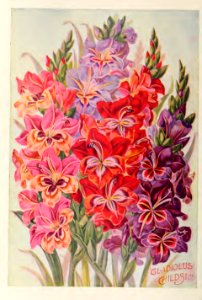 Gladiolus. John Lewis Childs, Inc. (1900). Free illustration for personal and commercial use.