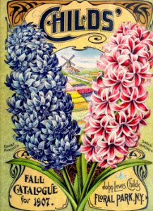 Hyacinths. John Lewis Childs, Inc. (1907). Free illustration for personal and commercial use.