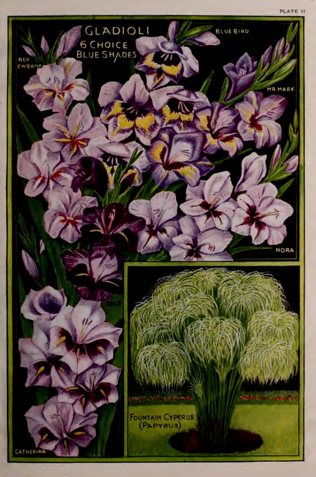 Gladiolus, and papyrus. John Lewis Childs, Inc. (1922)