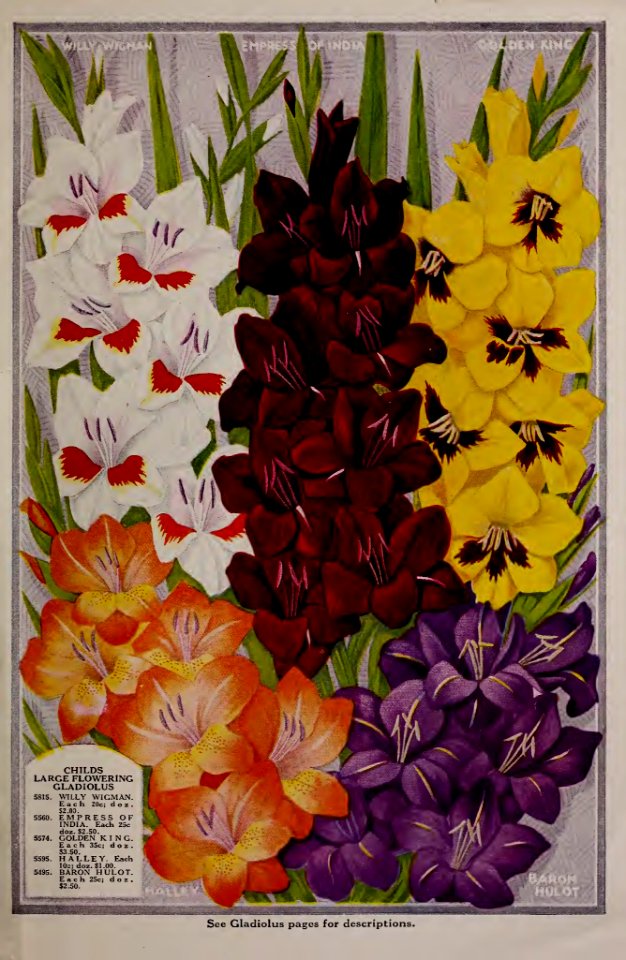 Gladiolus. John Lewis Childs, Inc. (1928)