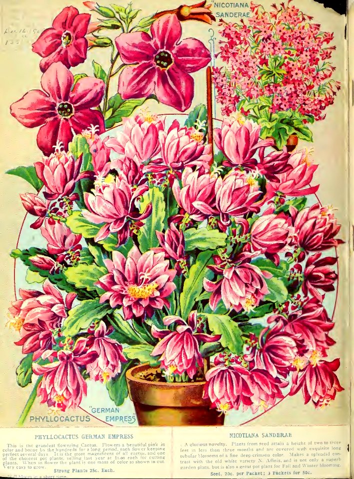 Disocactus phyllanthoides German Empress flowering cactus. John Lewis Childs, Inc. (1906)