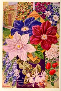 Clematis. John Lewis Childs, Inc. (1900). Free illustration for personal and commercial use.