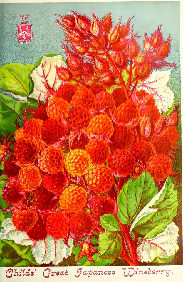 Great Japanese Wineberry (Rubus phoenicolasius). This is an Asian species of raspberry. John Lewis Childs, Inc. (1892)