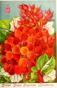 Great Japanese Wineberry (Rubus phoenicolasius). This is an Asian species of raspberry. John Lewis Childs, Inc. (1892)