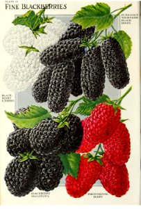 Blackberries. John Lewis Childs, Inc. (1921). Free illustration for personal and commercial use.