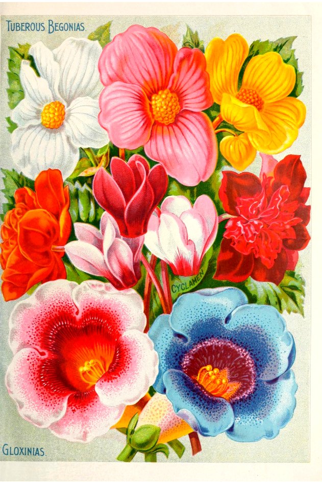 Begonia, cyclamen, and gloxinia. John Lewis Childs, (1896)