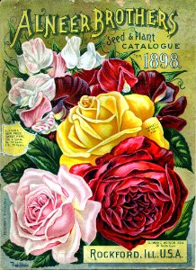 Roses and sweet peas. Alneer Brothers (1898).. Free illustration for personal and commercial use.