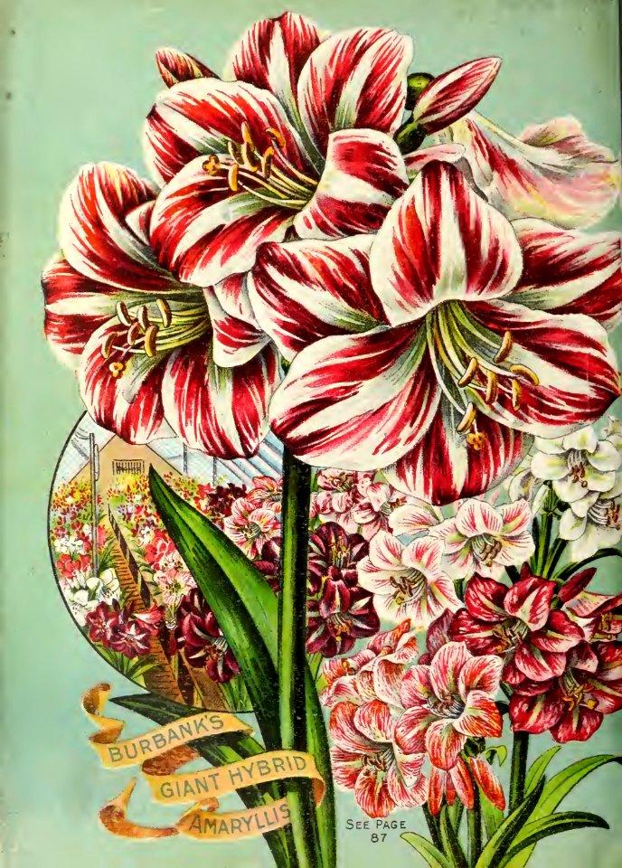 Amaryllis Burbank's giant hybrid. John Lewis Childs, Inc. (1892)