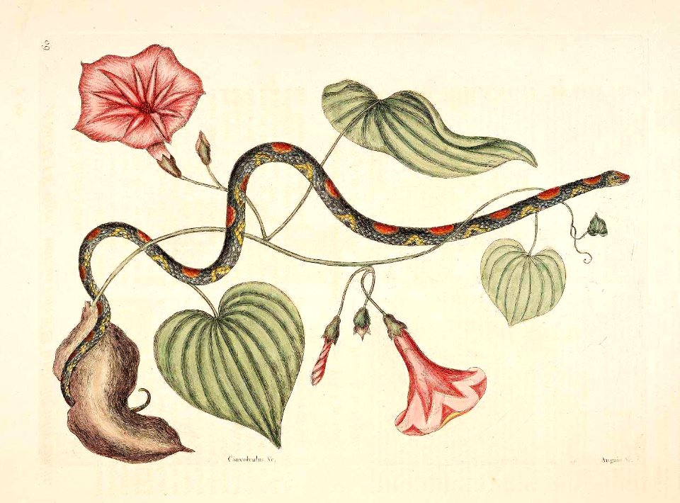 Sweet potato vine (Ipomoea batatas). Etching by Mark Catesby (1683-1749)