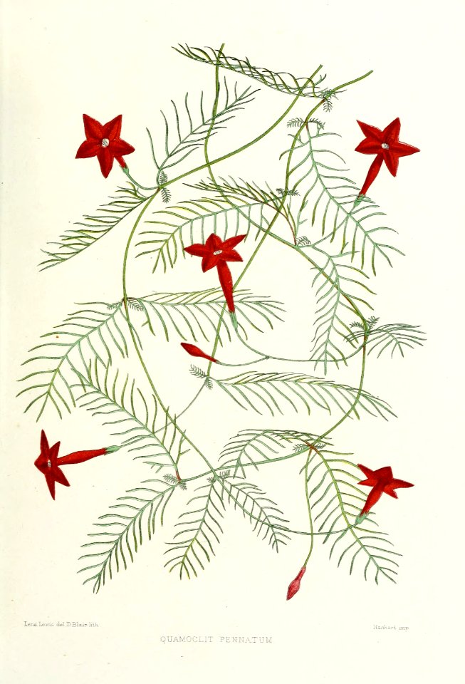 Cypress vine - Ipomoea quamoclit - 1881