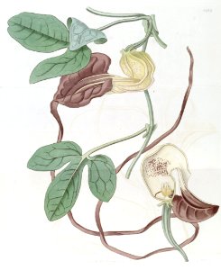 Aristolochia macroura - Long Tail Dutchman's Pipe - Flower tips can grow over 1 foot long.