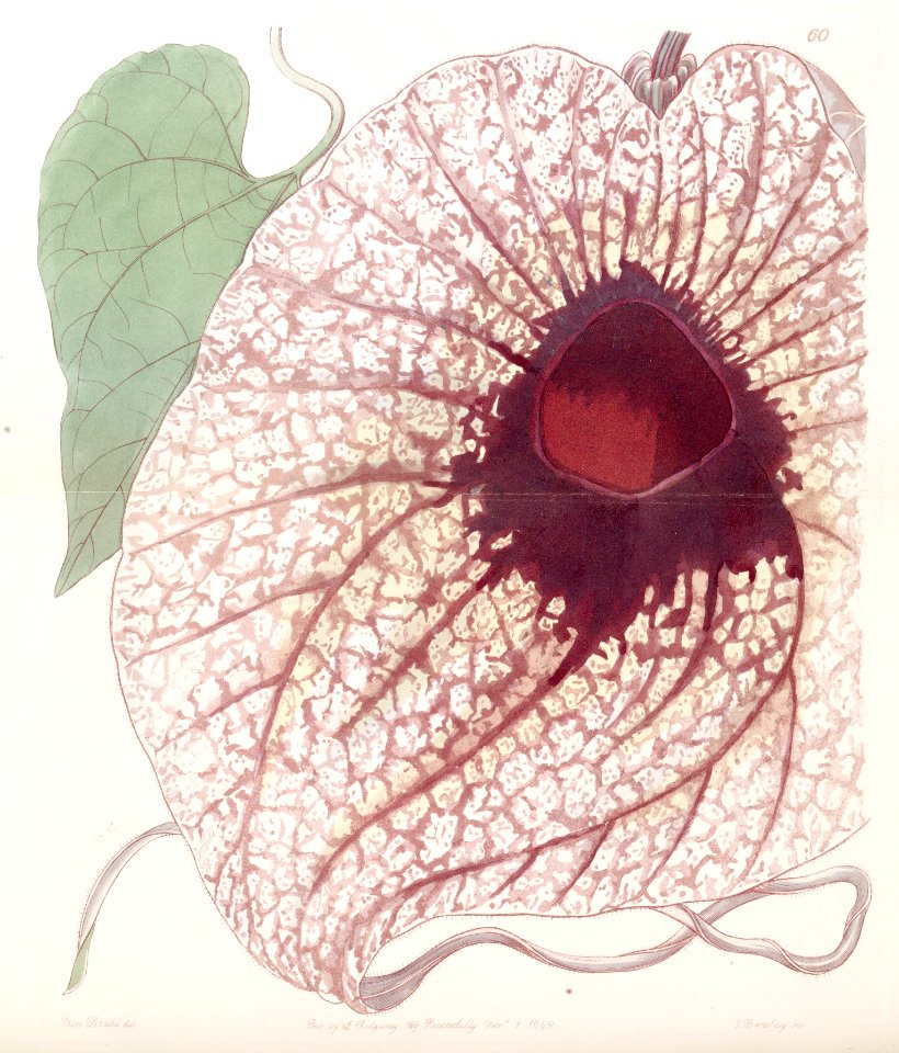 Aristolochia grandiflora - Pelican Flower.