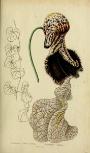 Jarrinha, birthwort (Aristolochia cymbifera). Free illustration for personal and commercial use.