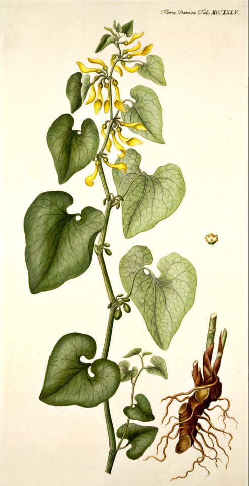 European birthwort (Aristolochia clematitis)