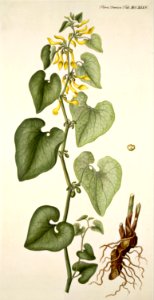European birthwort (Aristolochia clematitis). Free illustration for personal and commercial use.