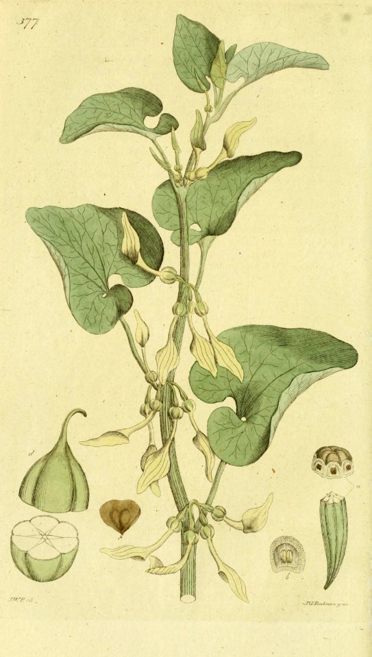European birthwort (Aristolochia clematitis)