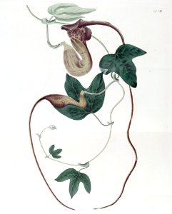 Aristolochia caudata.. Free illustration for personal and commercial use.