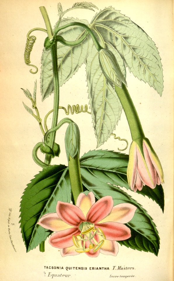 Passion Flower. Passiflora mixta var. eriantha (1870)