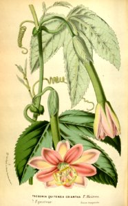 Passion Flower. Passiflora mixta var. eriantha (1870). Free illustration for personal and commercial use.