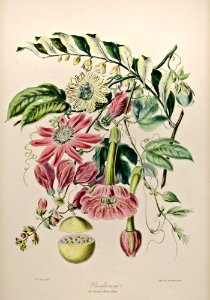 Passion flower tribe (1849) by Elizabeth Twining.. Free illustration for personal and commercial use.