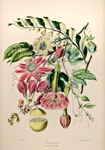 Passion flower tribe (1849) by Elizabeth Twining.