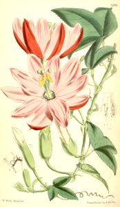 Passion Flower. Passiflora mixta (1870). Free illustration for personal and commercial use.