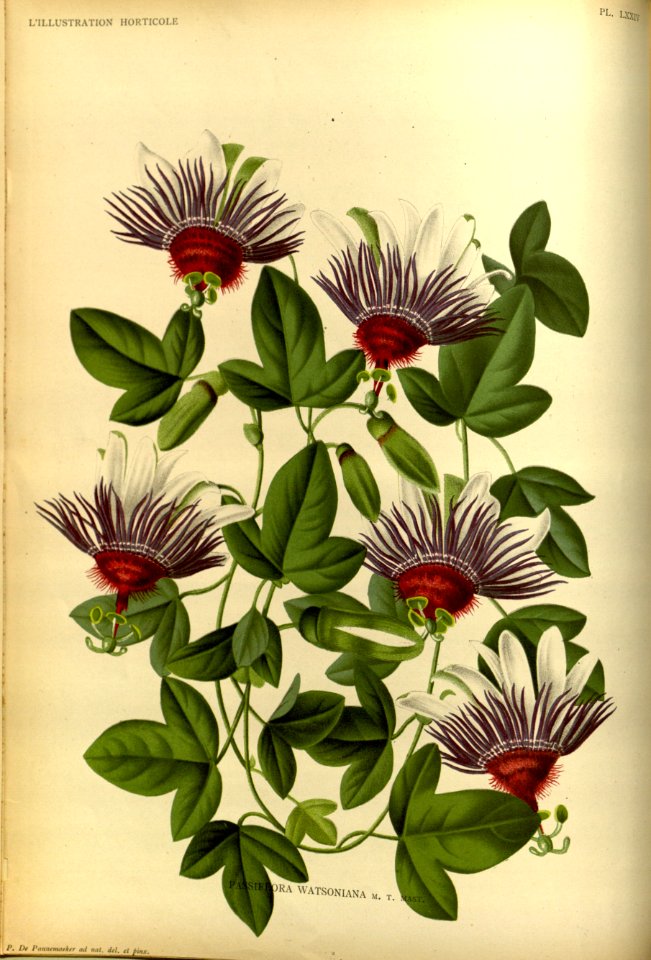 Passiflora watsoniana.
