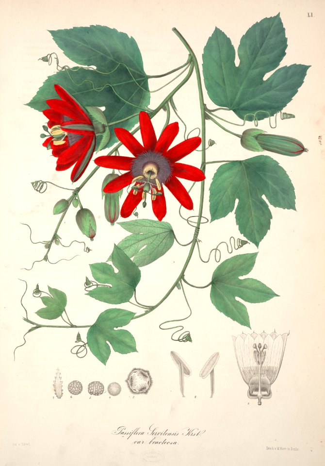 Perfumed passionflower (Passiflora vitifolia as Passiflora servitensis)