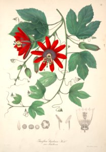 Perfumed passionflower (Passiflora vitifolia as Passiflora servitensis)