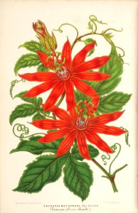 Passion flower vine. Passiflora vitifolia as Tacsonia buchanani.