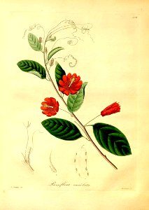 Passion flower. Passiflora variolata.