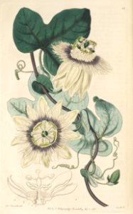 Granadilla (Passiflora stipulata as Passiflora glauca)