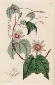 Passiflora rubra.