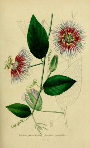 Passiflora serratifolia.. Free illustration for personal and commercial use.