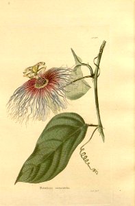 Passiflora serratifolia.. Free illustration for personal and commercial use.