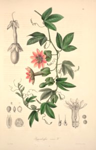 Passiflora rosea.