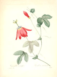 Passiflora racemosa