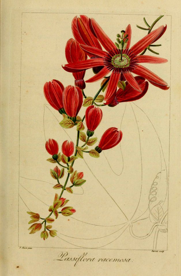Passiflora racemosa - 1827