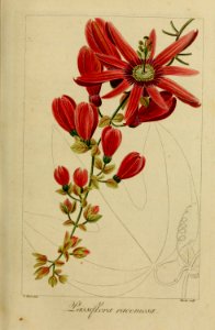 Passiflora racemosa - 1827