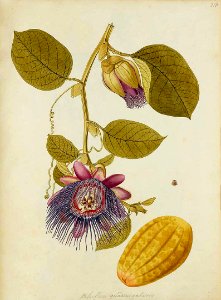 Granadilla. Passiflora quadrangularis.. Free illustration for personal and commercial use.
