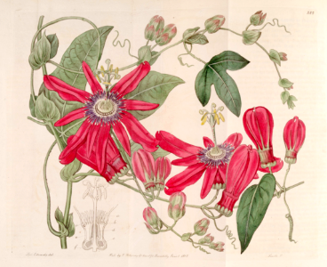Grenadille a grappes, Red Passion Flower (Passiflora racemosa)