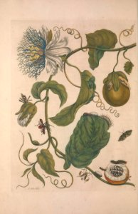 Passiflora quadrangularis - Granadilla - circa 1714. Free illustration for personal and commercial use.