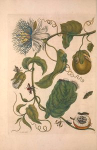 Passiflora quadrangularis - Granadilla - circa 1714