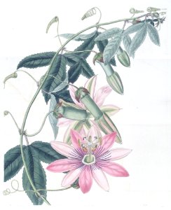 Passiflora pinnatistipula.. Free illustration for personal and commercial use.