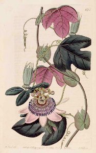 Passiflora picturata.