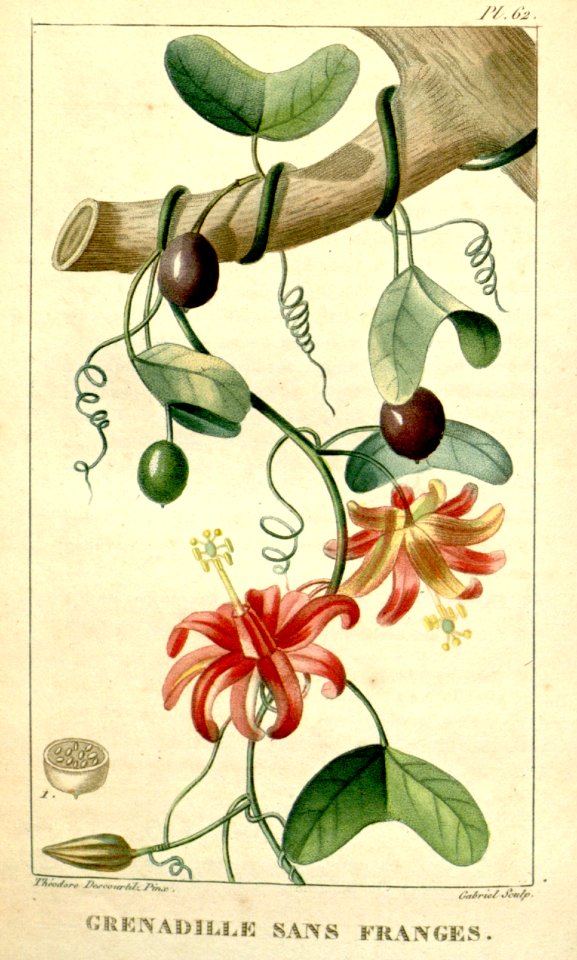 Virgin Island Passionflower vine (Passiflora murucuja)