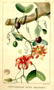 Virgin Island Passionflower vine (Passiflora murucuja)